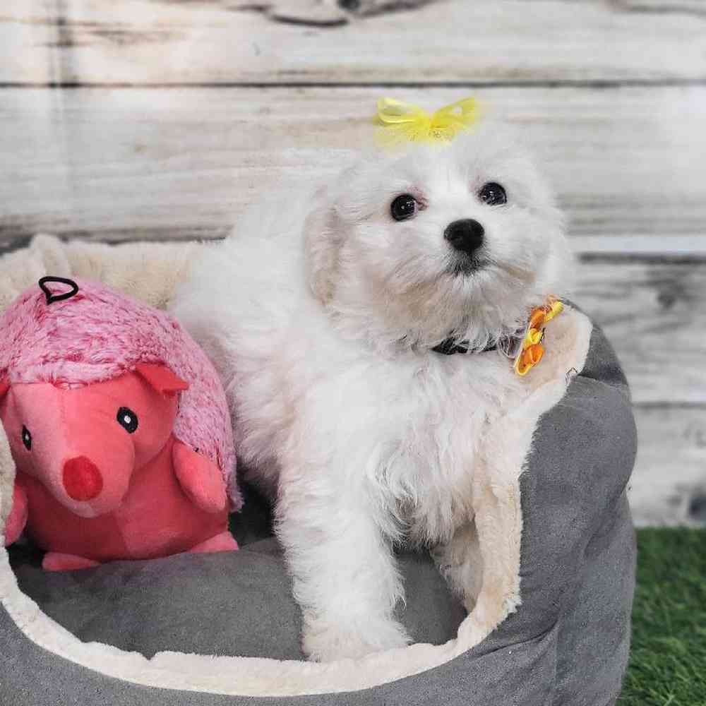 Female Coton De Tulear Puppy for Sale in Saugus, MA