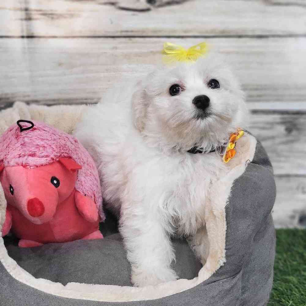 Female Coton De Tulear Puppy for Sale in Saugus, MA