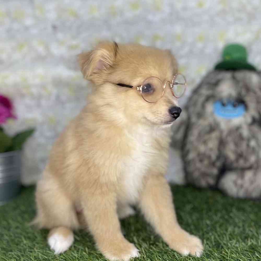Male Aussie Pom Puppy for Sale in Braintree, MA