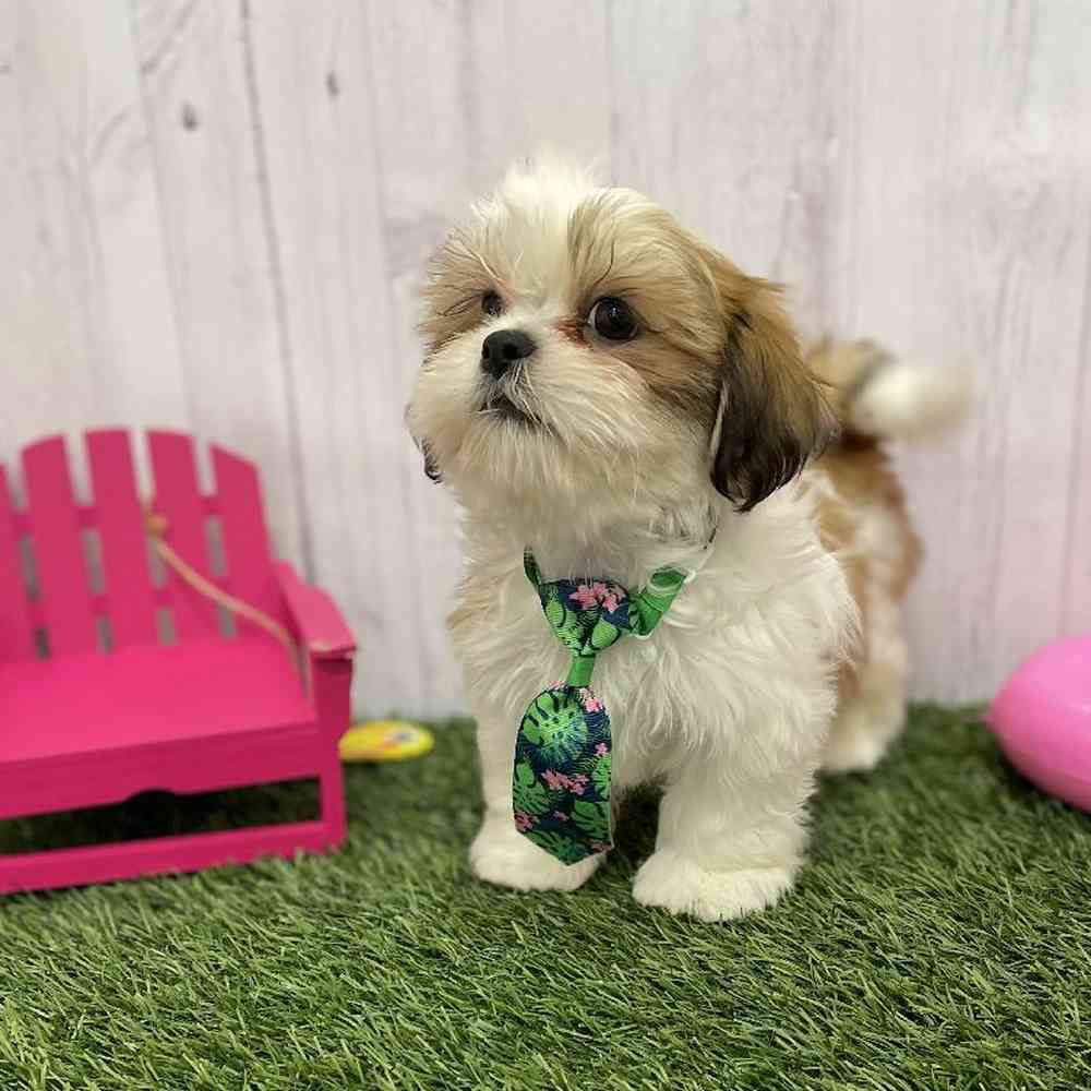 Male Shih Tzu Puppy for Sale in Braintree, MA