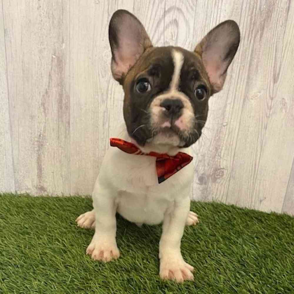Male French Bulldog Puppy for sale