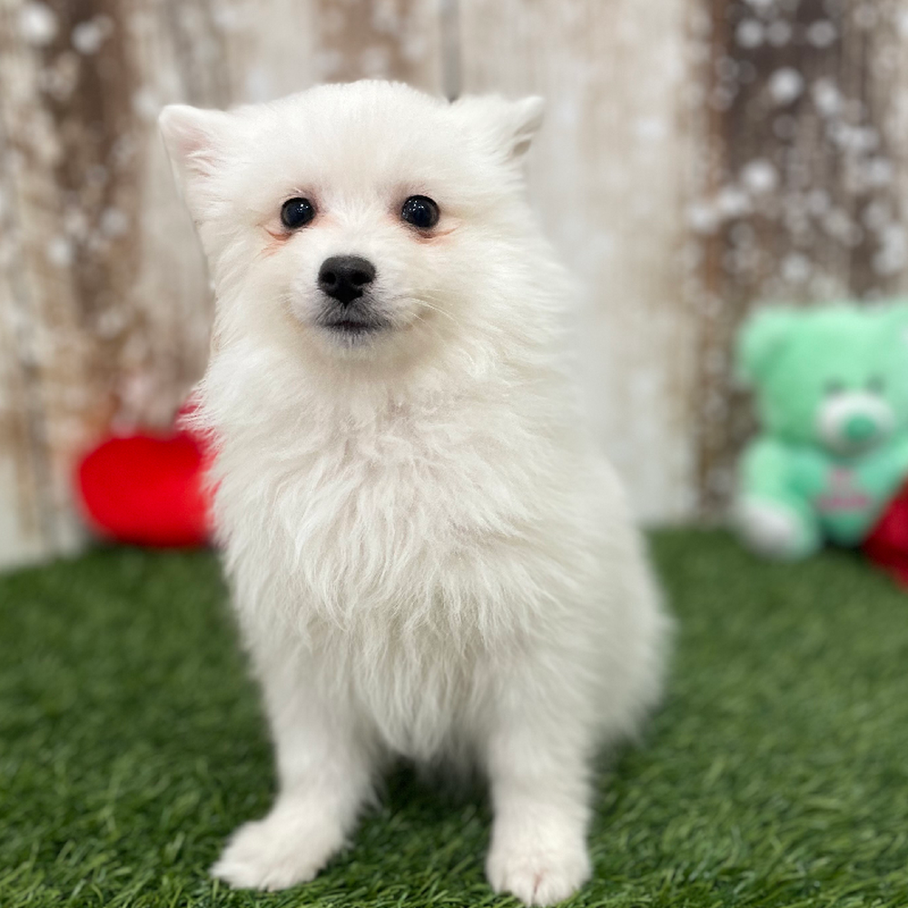 Female American Eskimo Puppy for Sale in Braintree, MA