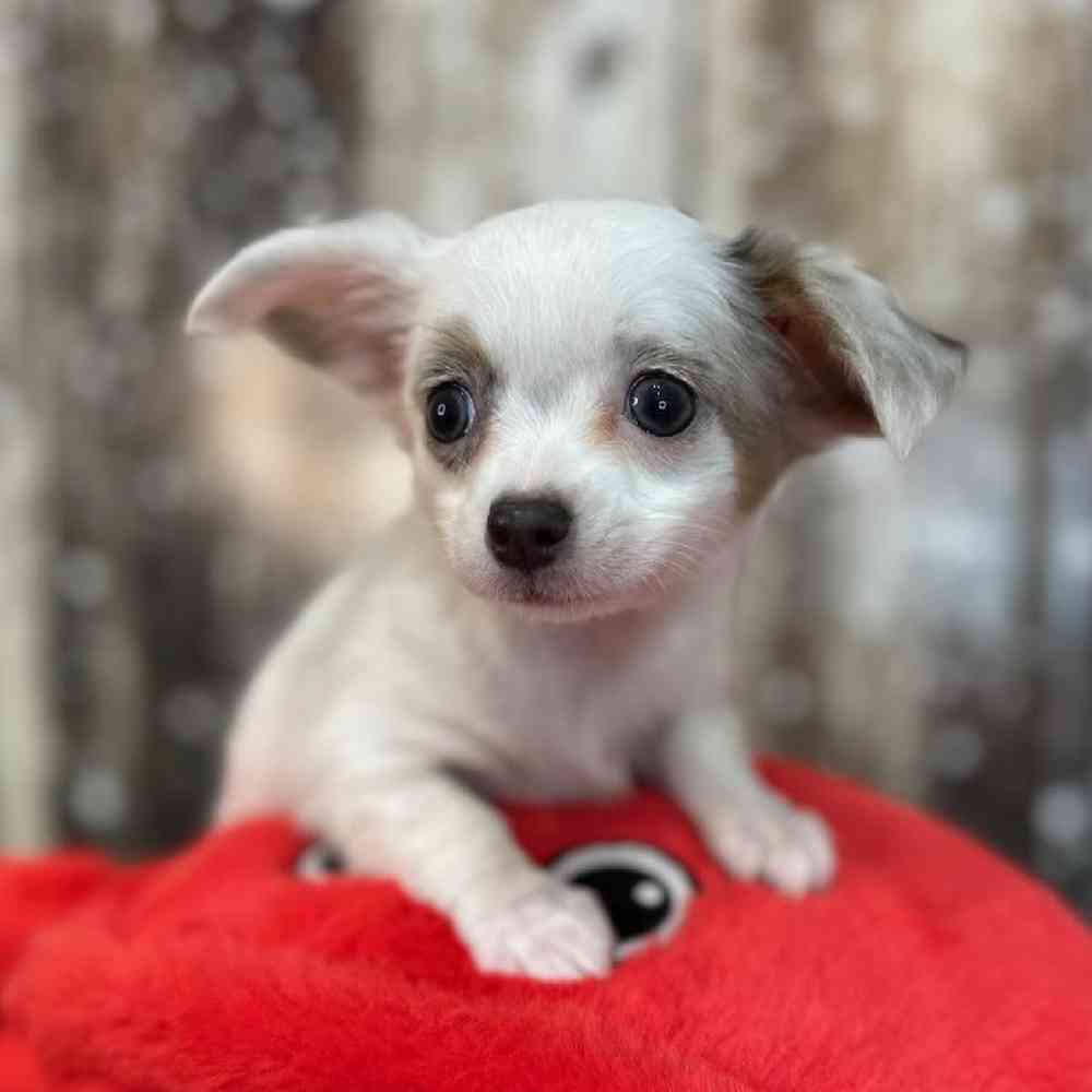 Female Chihuahua Puppy for Sale in Saugus, MA