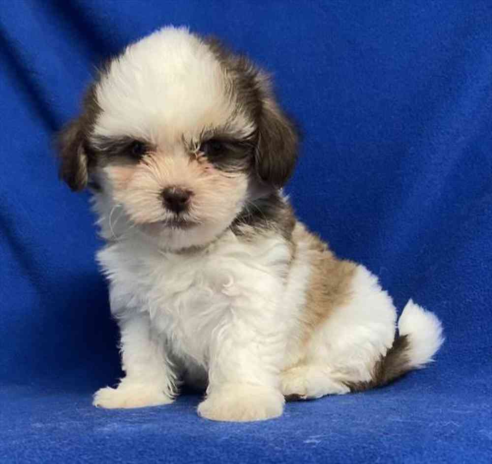 201840098ba28db-fff5-49a6-bc25-2dceee3d8539Shih_Tzu_Coton_male_491__3_25_23_.jpg