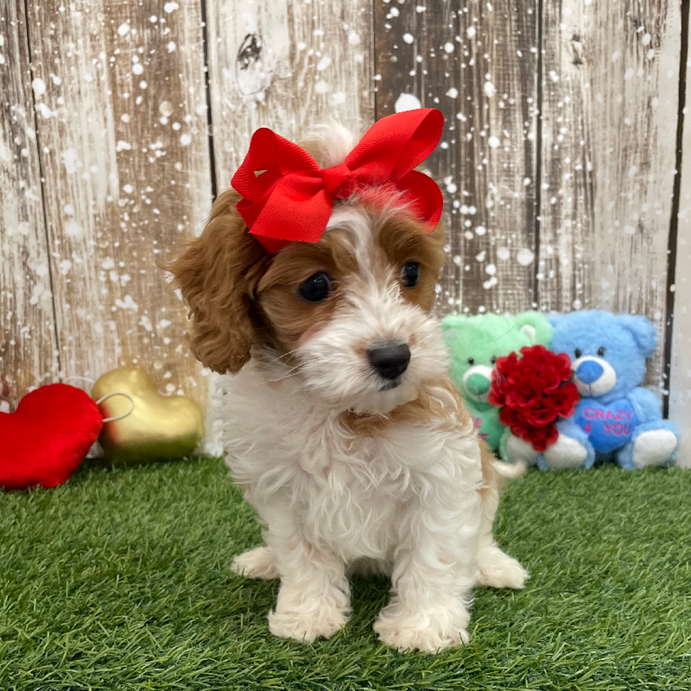 Female Cavapoo Puppy for Sale in Braintree, MA