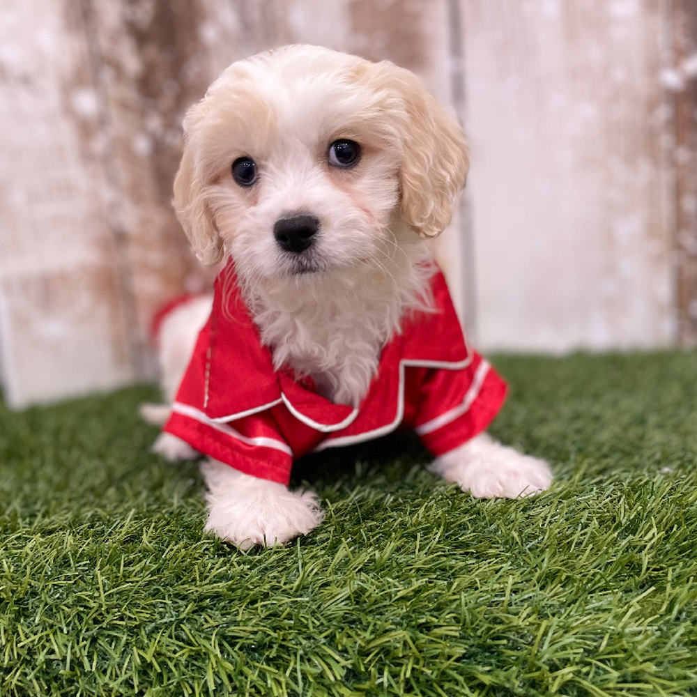 Male Cavachon Puppy for Sale in Braintree, MA