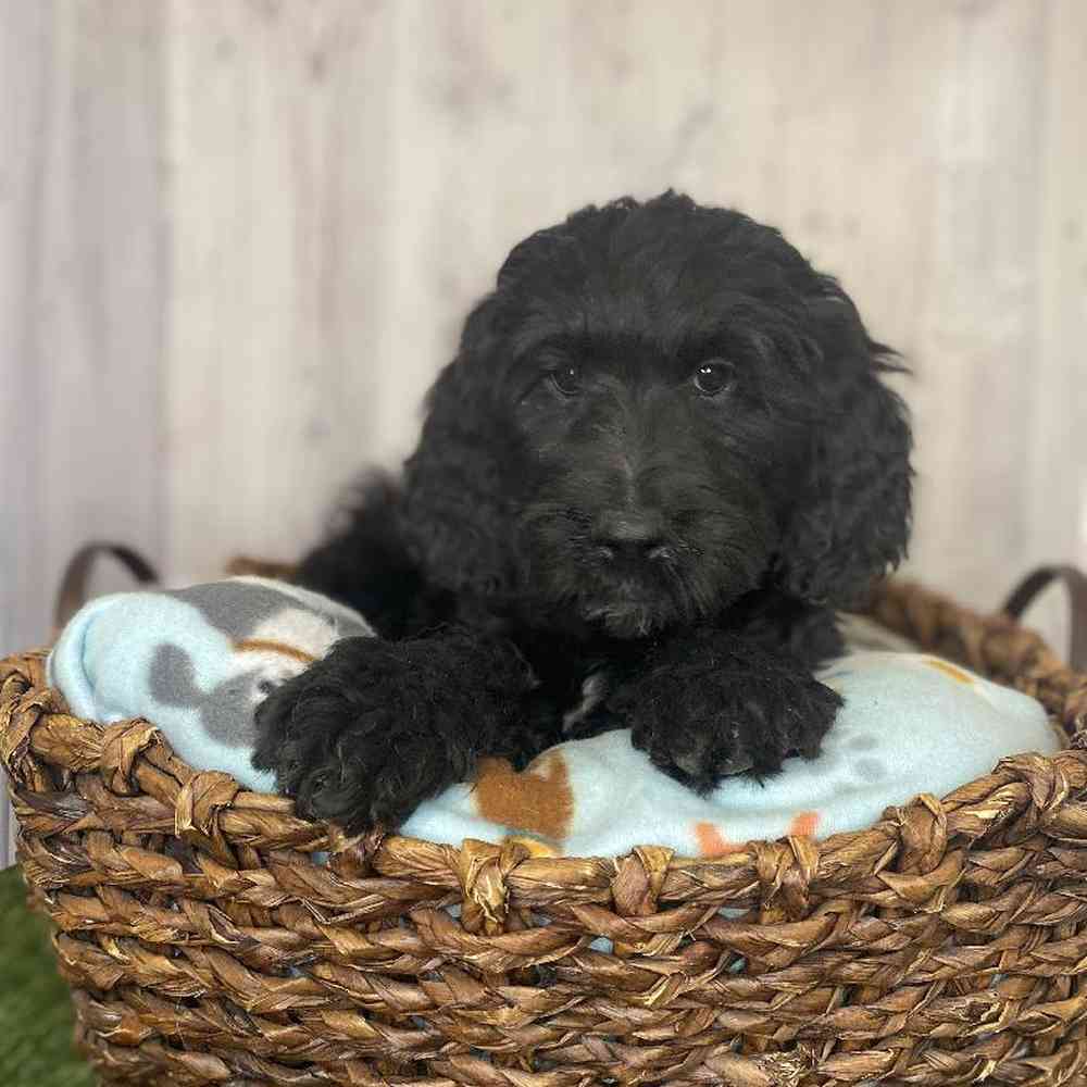 Female Moyen Goldendoodle Puppy for Sale in Saugus, MA