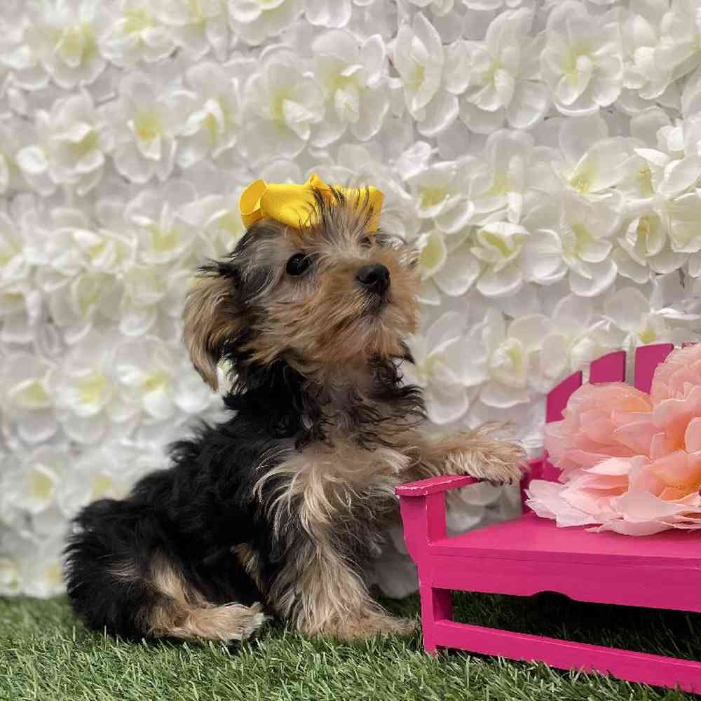 Male Yorkshire Terrier Puppy for Sale in Braintree, MA