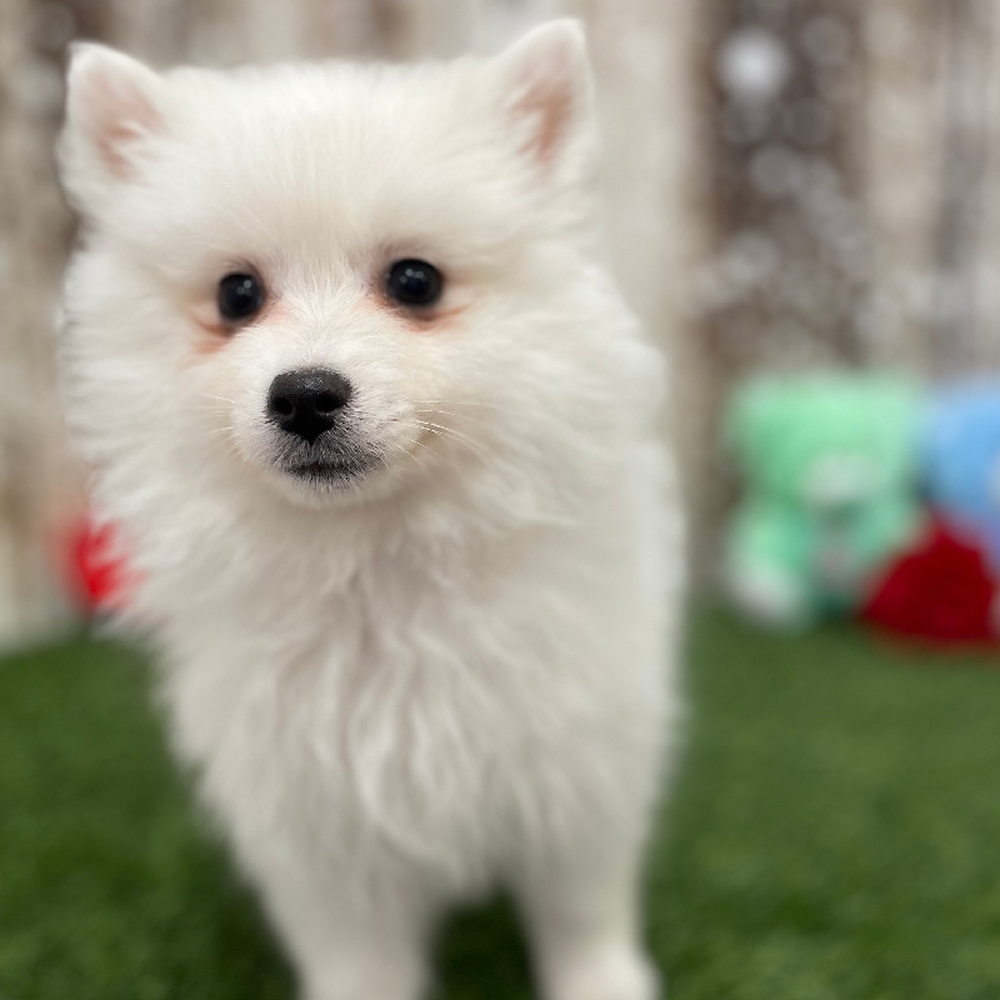 Female American Eskimo Puppy for Sale in Braintree, MA