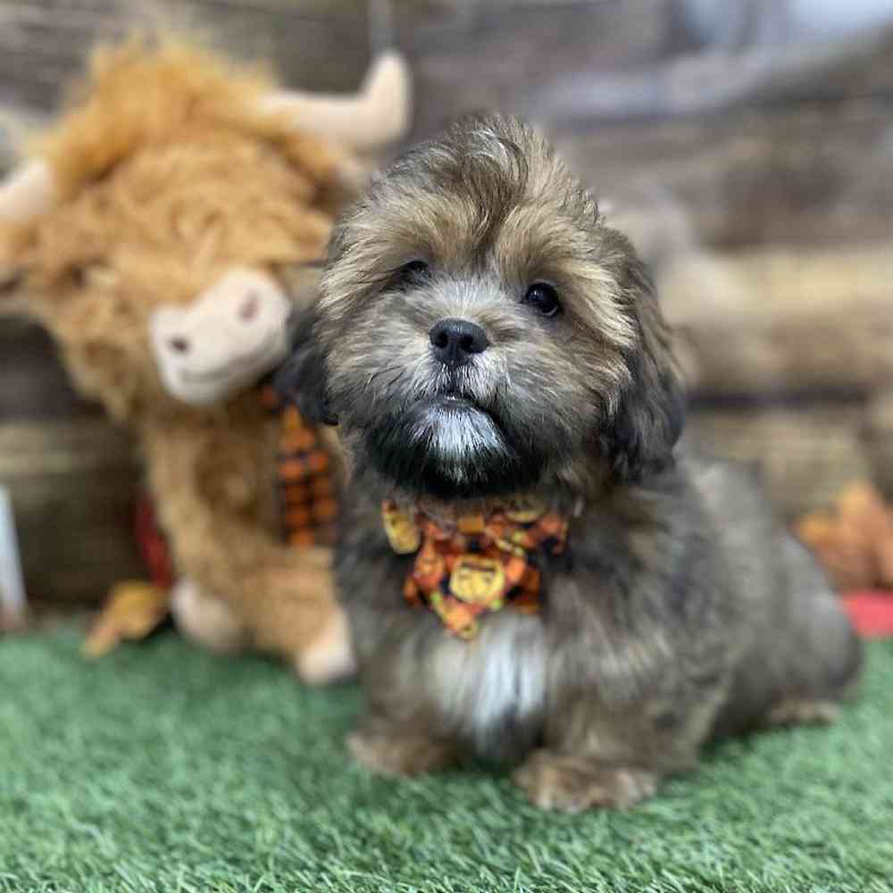 Male Lhasa Apso Puppy for Sale in Braintree, MA