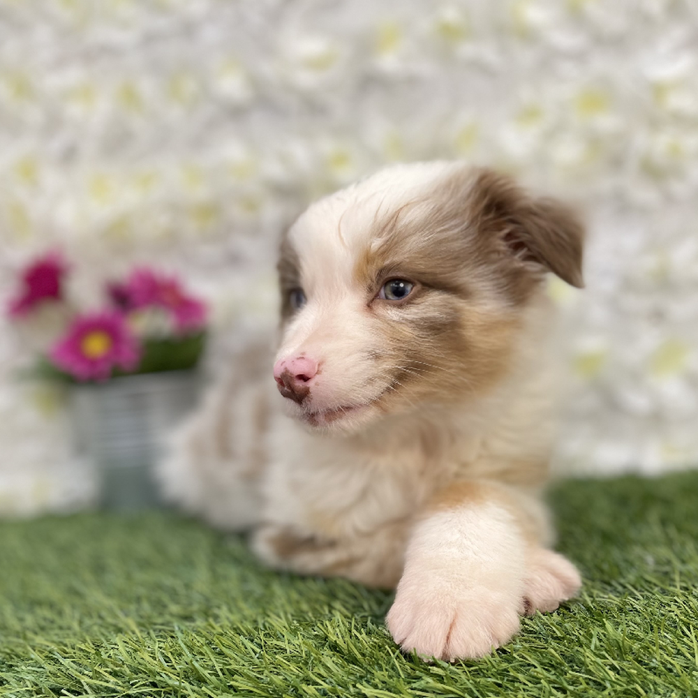 Male Australian Shepherd Puppy for Sale in Braintree, MA