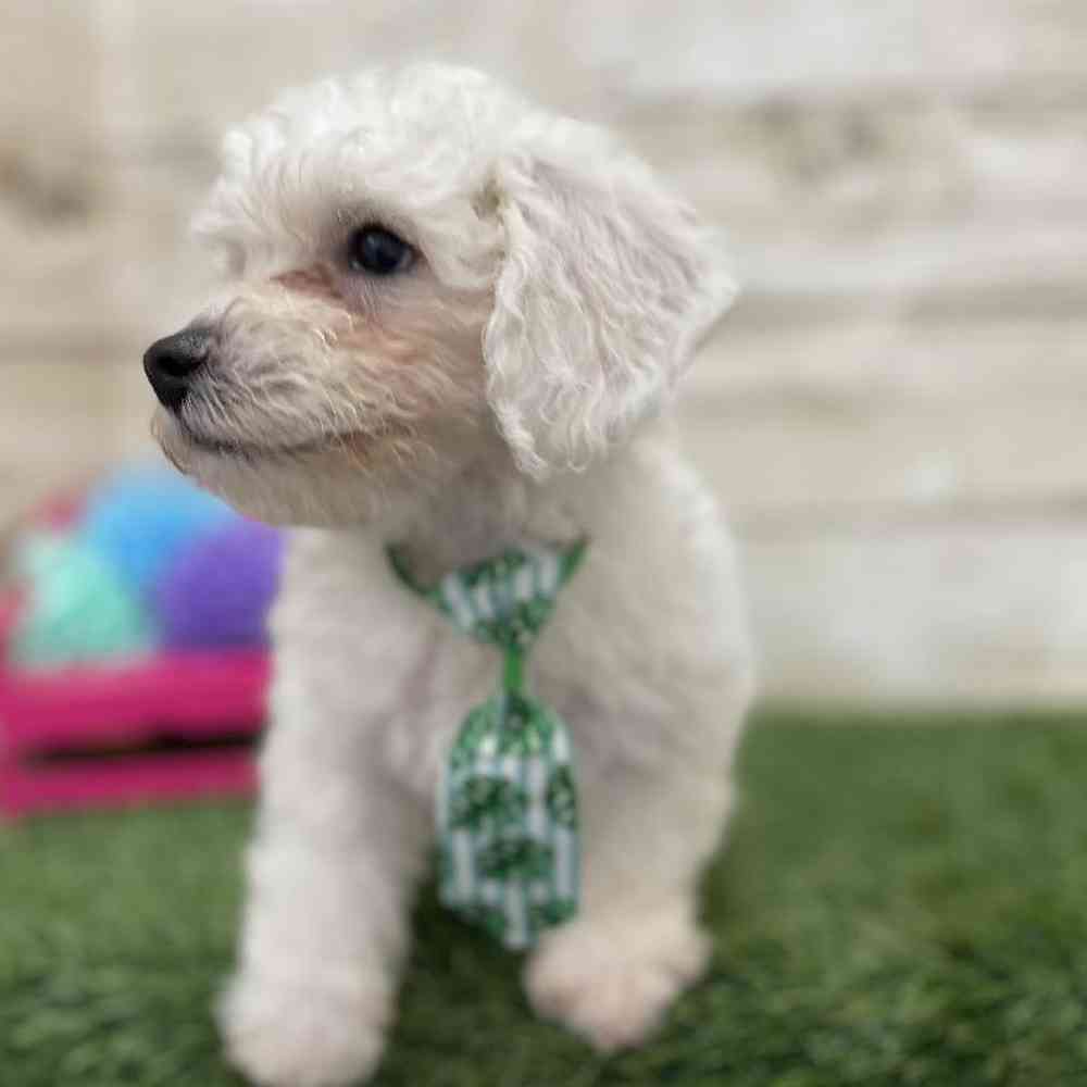 Male Bichon Frise Puppy for Sale in Braintree, MA