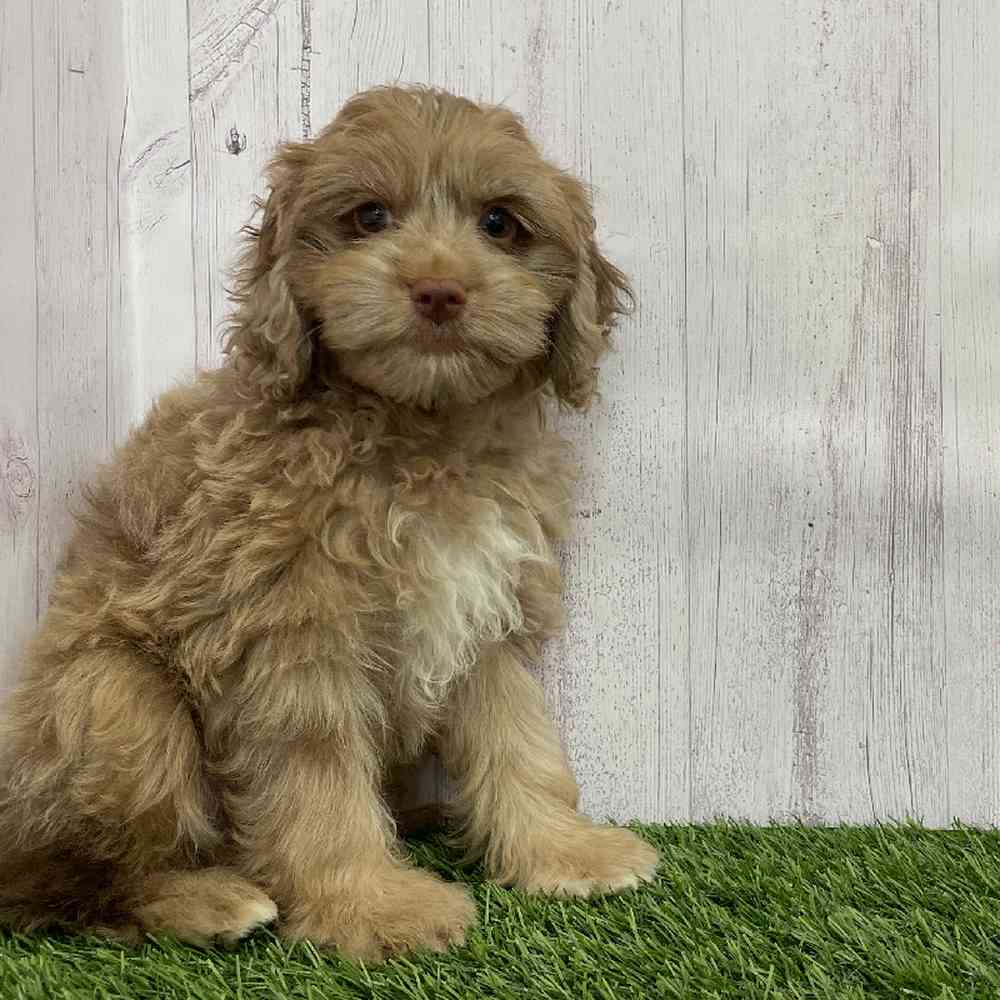 Female Cockapoo 2nd Gen Puppy for Sale in Braintree, MA