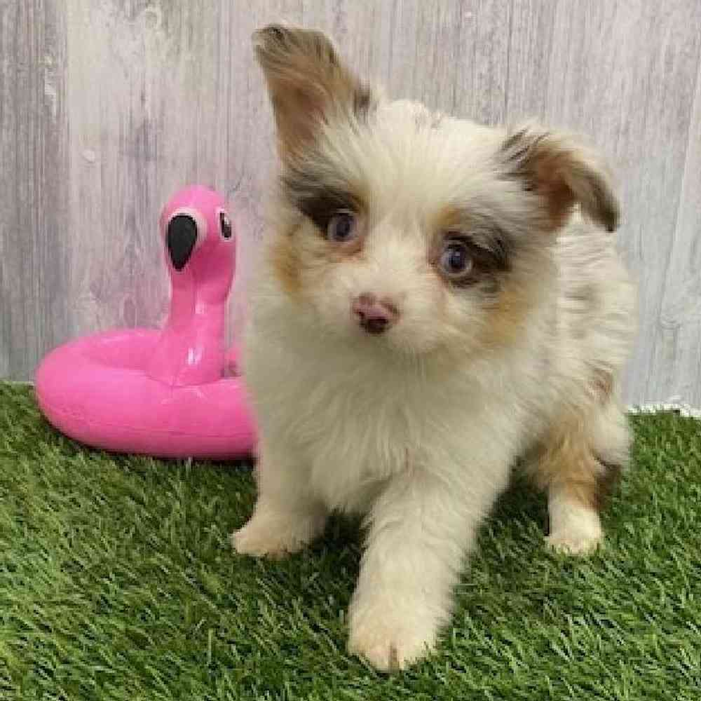 Male Toy Australian Shepherd Puppy for Sale in Braintree, MA