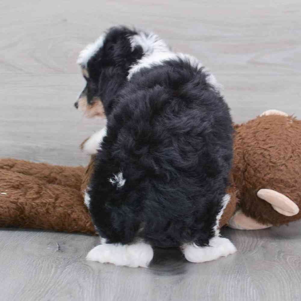mini-aussiedoodle-aladdin-5433272804772952.jpg