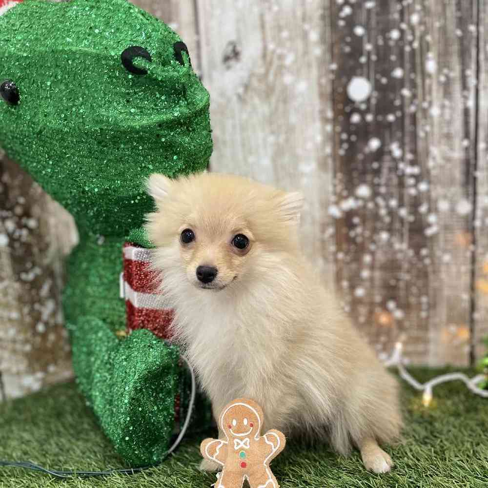 Female Pomeranian Puppy for Sale in Braintree, MA