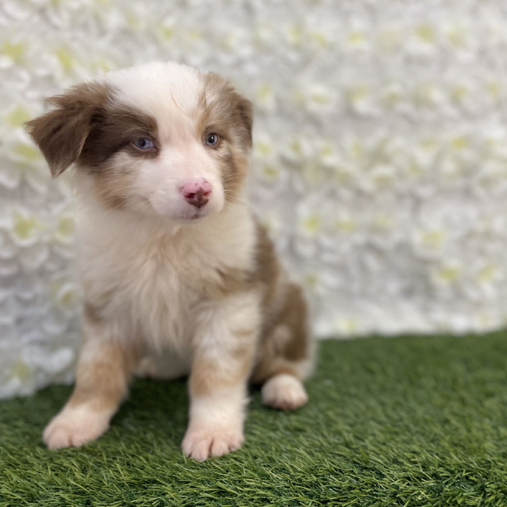 Male Australian Shepherd Puppy for Sale in Braintree, MA
