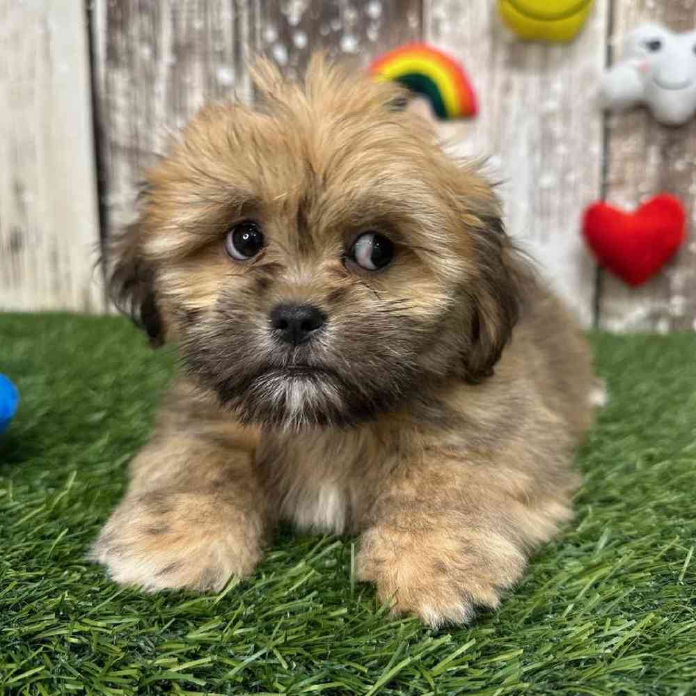 Female Lhasa Apso Puppy for Sale in Saugus, MA