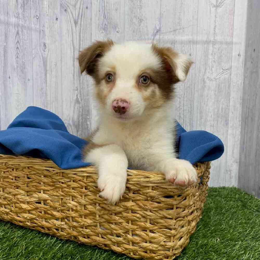 Male Australian Shepherd Puppy for Sale in Saugus, MA