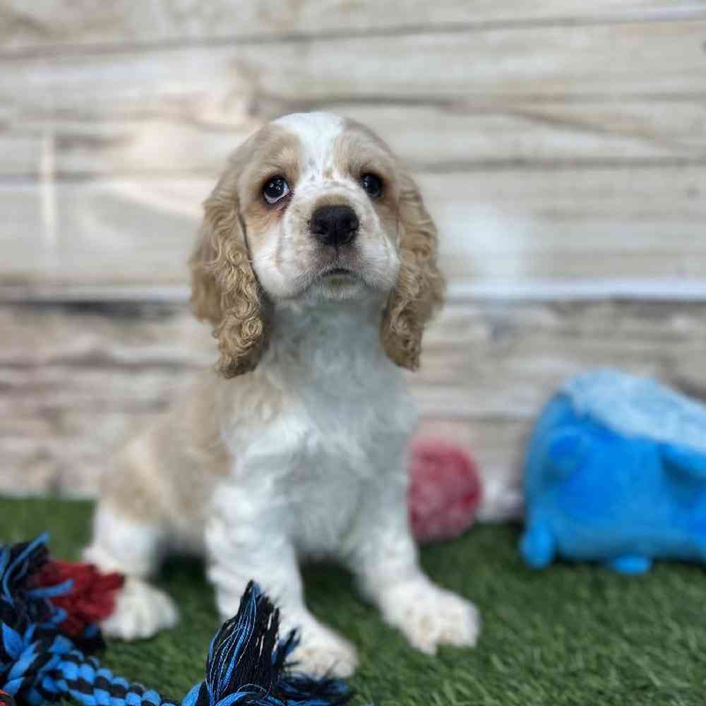 Male Cockalier Puppy for Sale in Saugus, MA