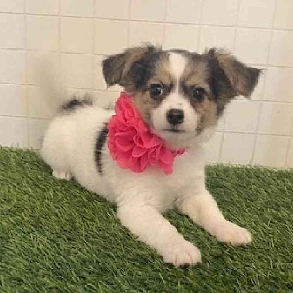 Female Coton De Tulear Puppy for sale