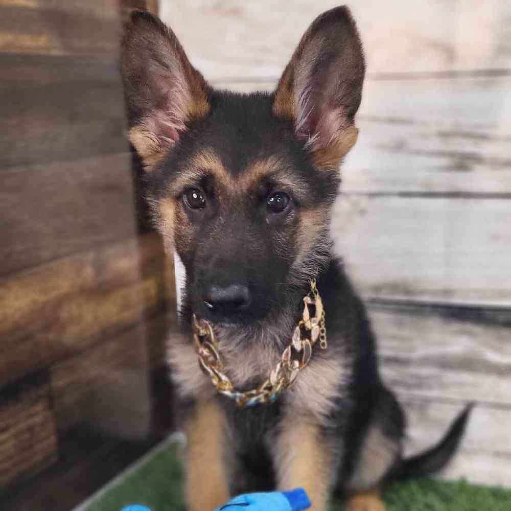 Male German Shepherd Dog Puppy for Sale in Saugus, MA