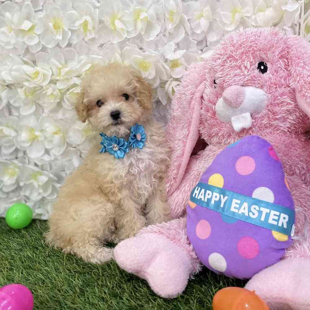 Female Poodle Toy Puppy for Sale in Braintree, MA