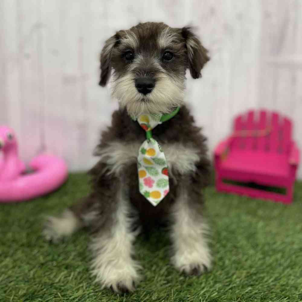 Male Miniature Schnauzer Puppy for Sale in Braintree, MA