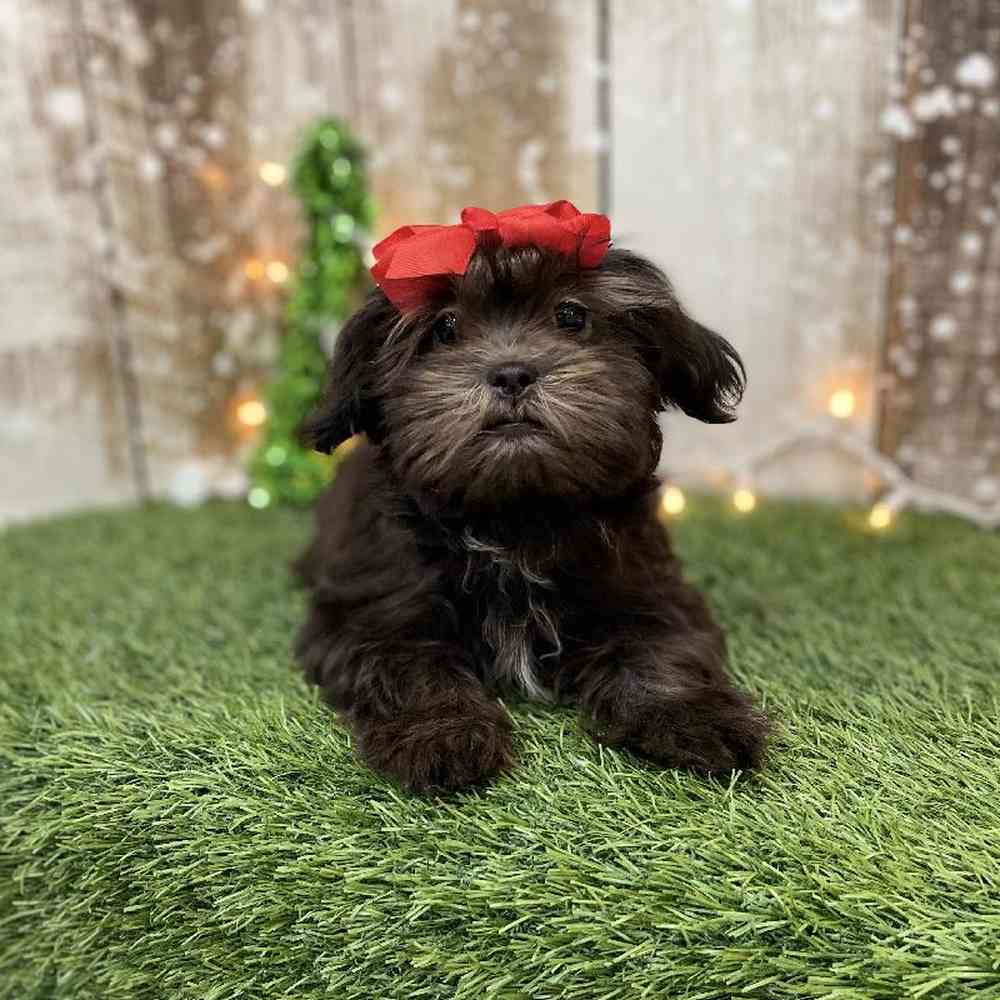 Female Malshi Puppy for Sale in Braintree, MA