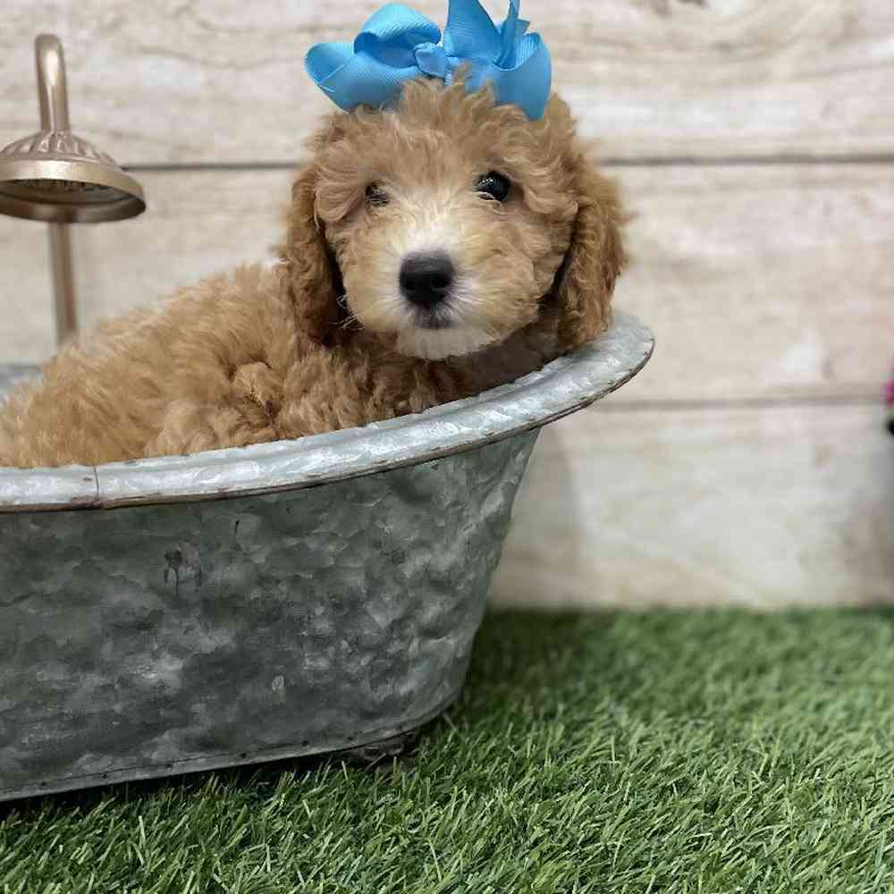 Female Poodle (MINI) Puppy for Sale in Braintree, MA