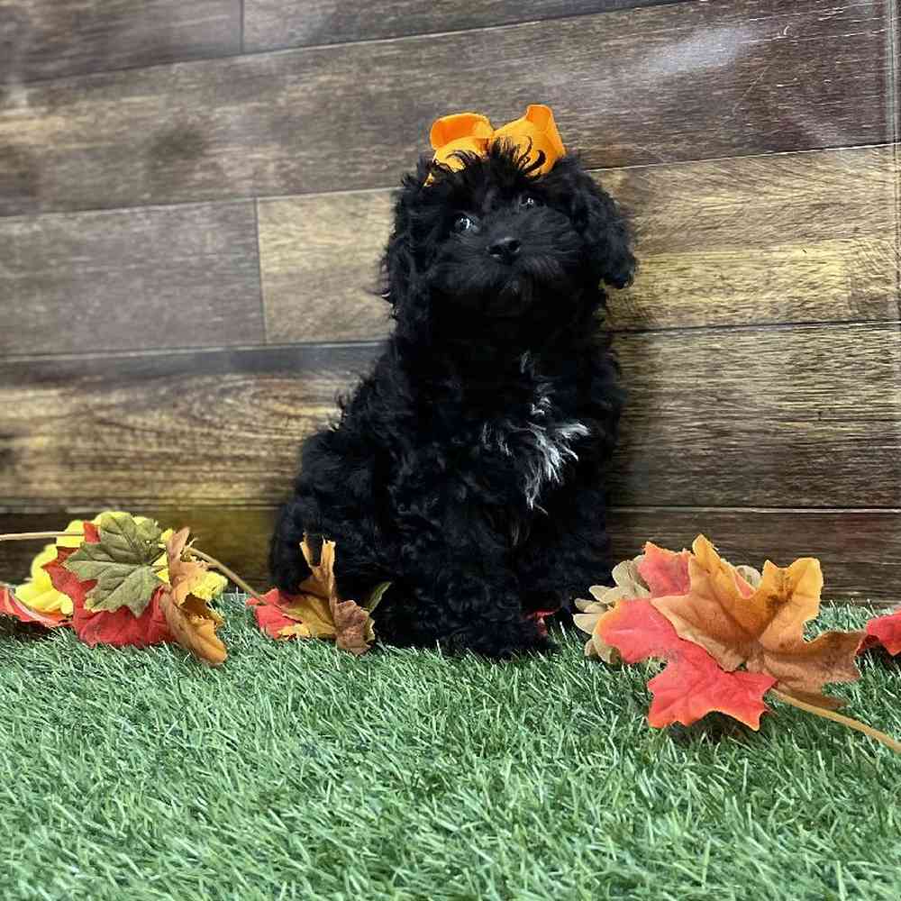 Female Cockapoo 2nd Gen Puppy for Sale in Braintree, MA