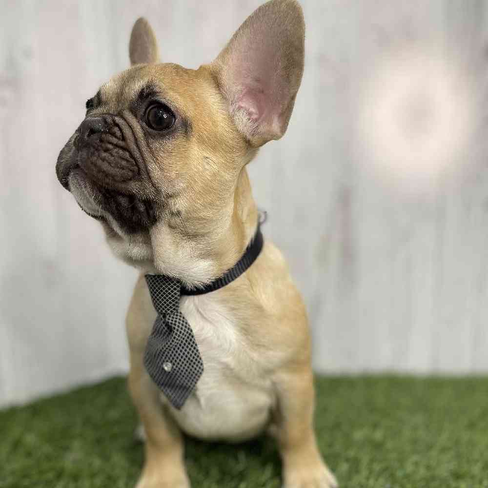 Male French Bulldog Puppy for sale