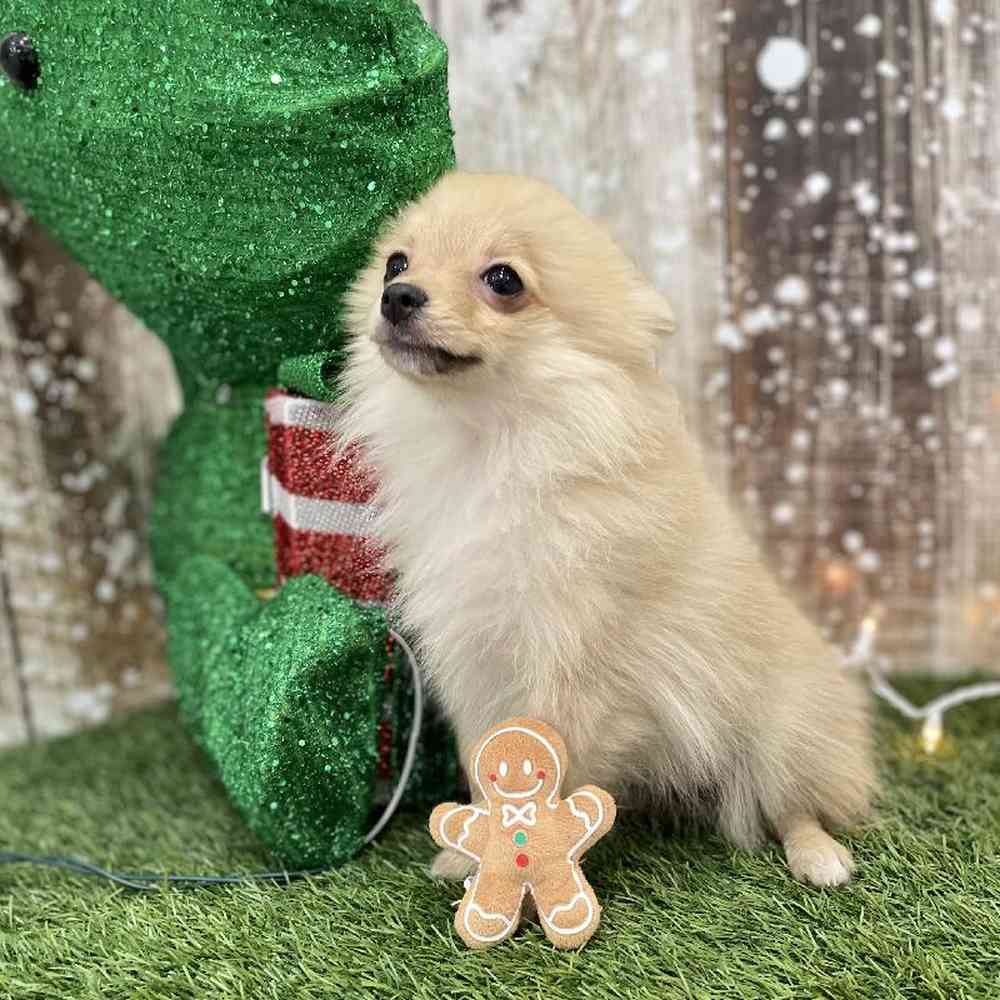Female Pomeranian Puppy for Sale in Braintree, MA