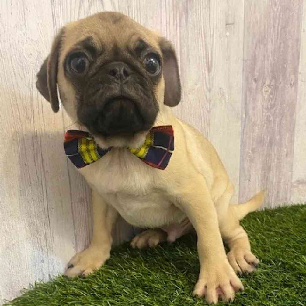 Male Pug Puppy for sale