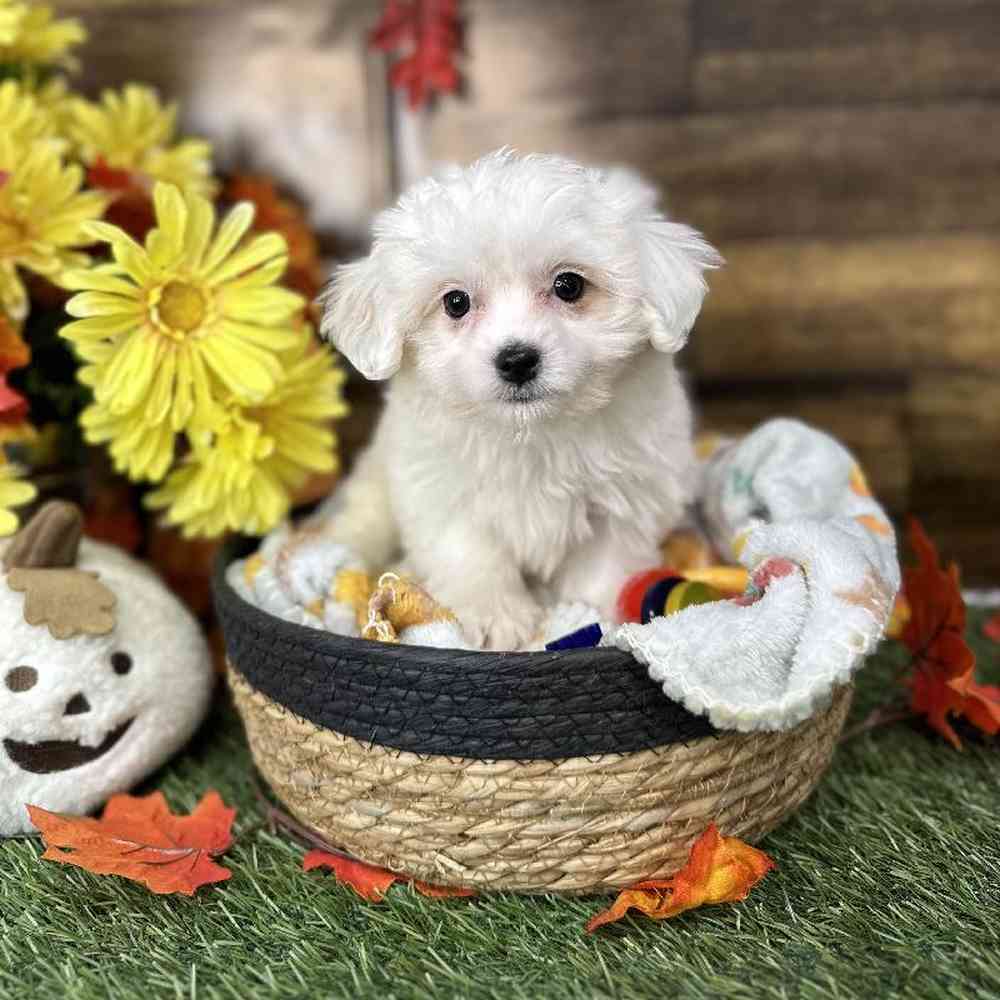 Female Coton De Tulear Puppy for Sale in Saugus, MA