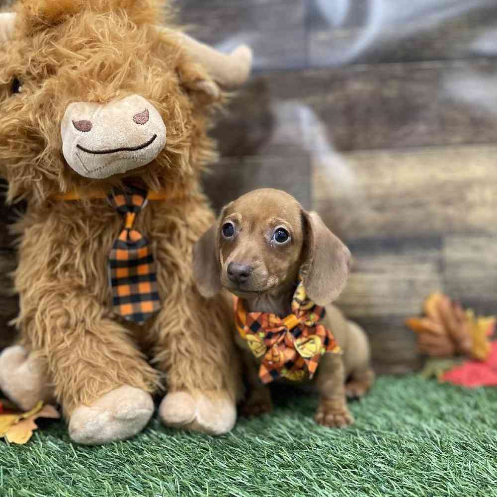 Male Dachshund Puppy for Sale in Braintree, MA