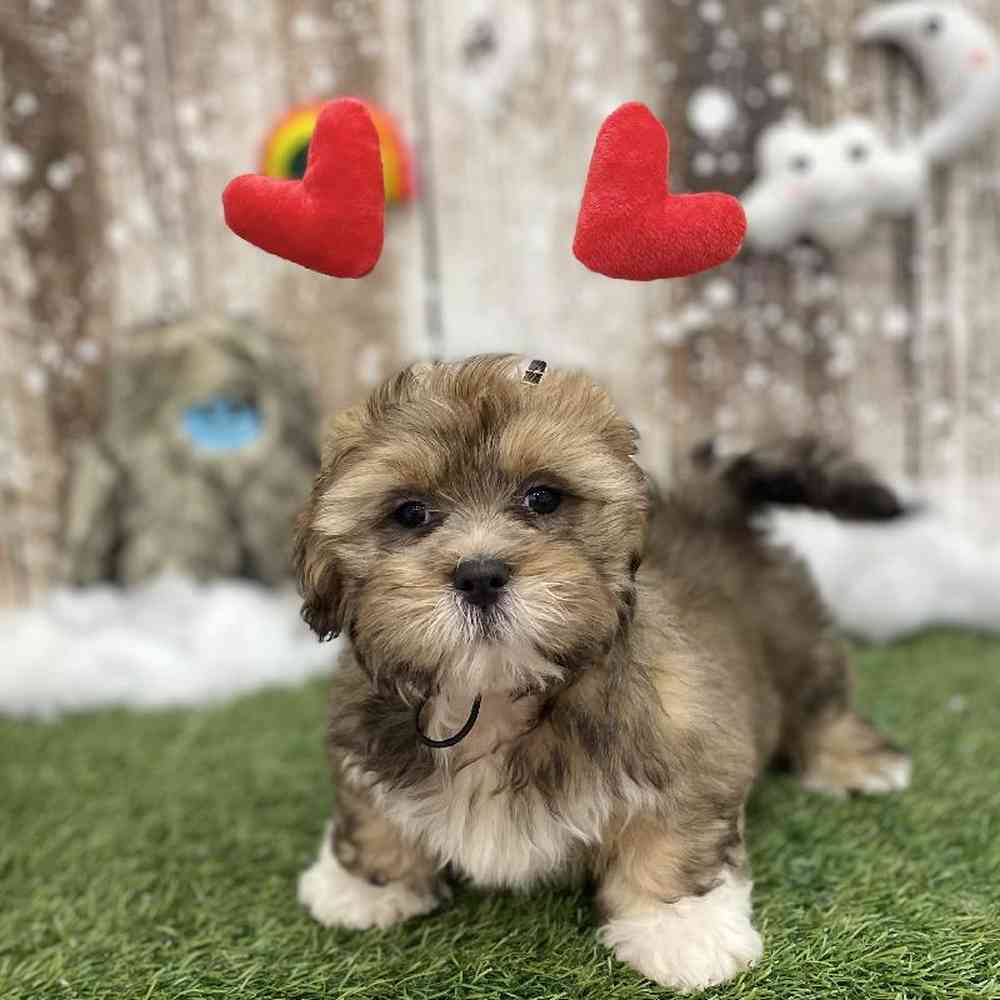 Male Lhasa Apso Puppy for Sale in Braintree, MA