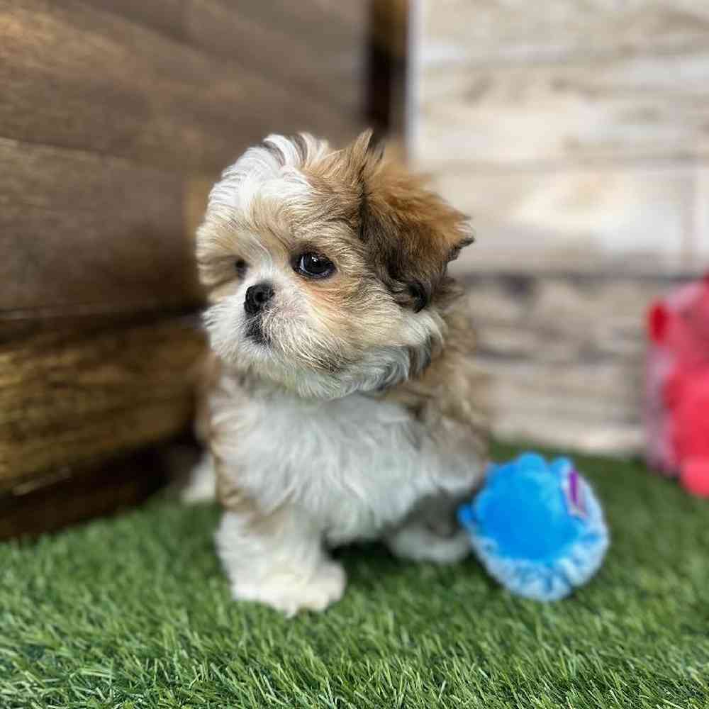 Male Shih Tzu Puppy for Sale in Saugus, MA