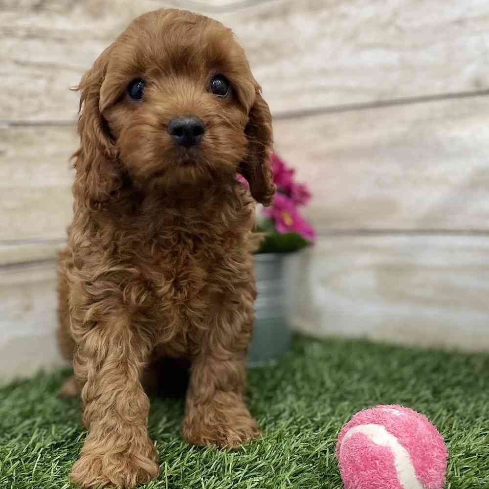 Female Cavapoo Puppy for Sale in Braintree, MA