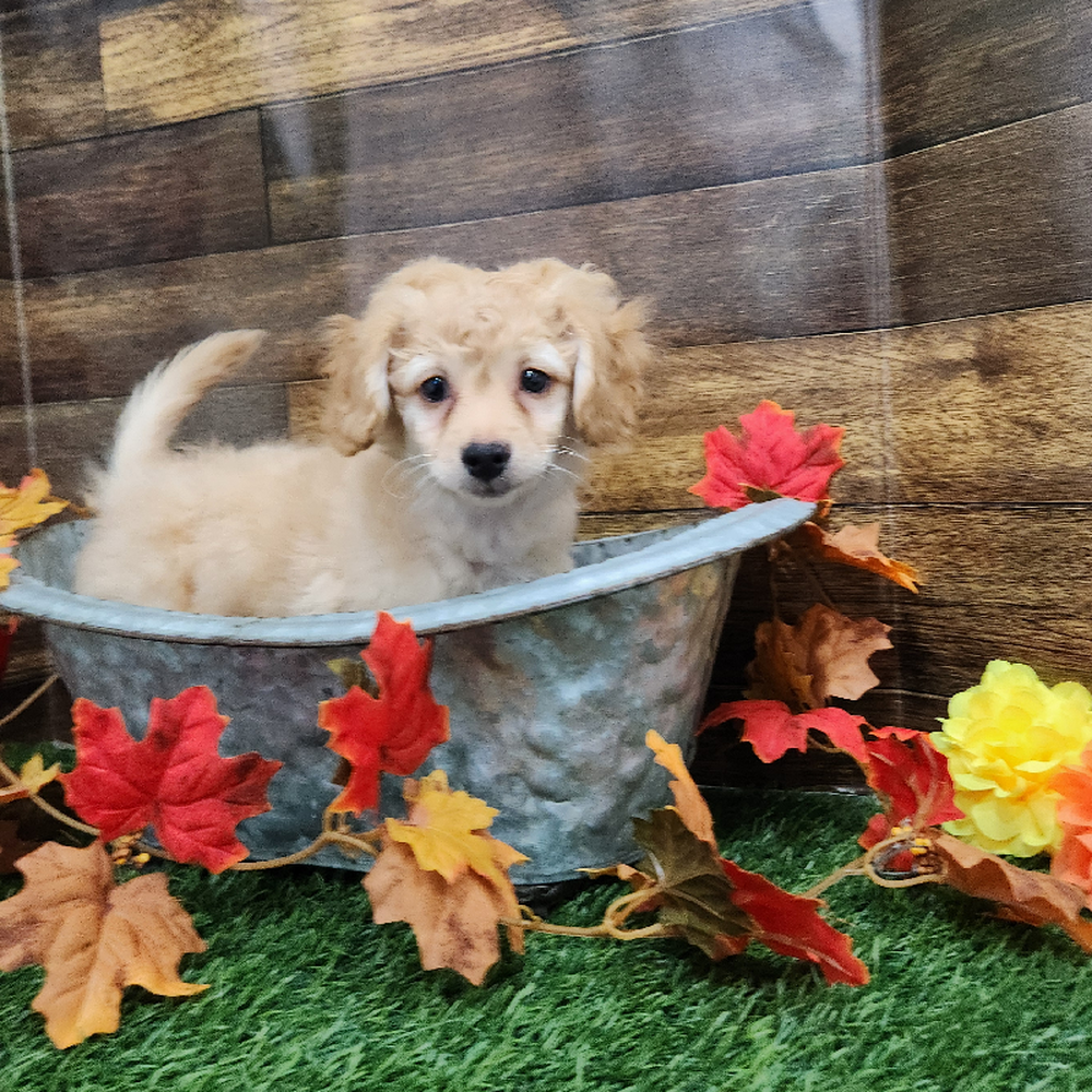 Female Cockapoo 2nd Gen Puppy for Sale in Braintree, MA