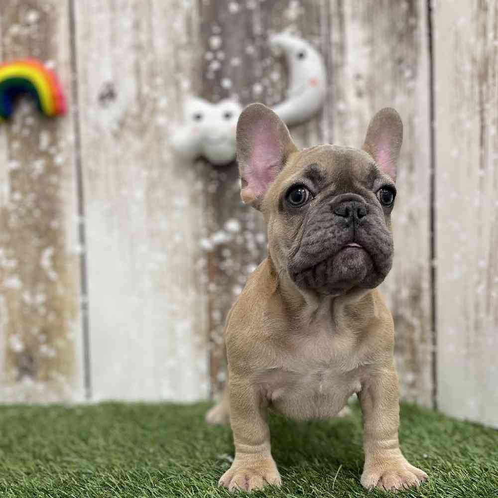 Female French Bulldog Puppy for Sale in Braintree, MA