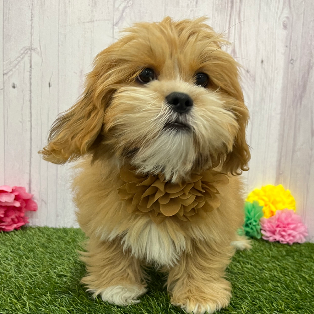 Female Lhasa Apso Puppy for Sale in Braintree, MA