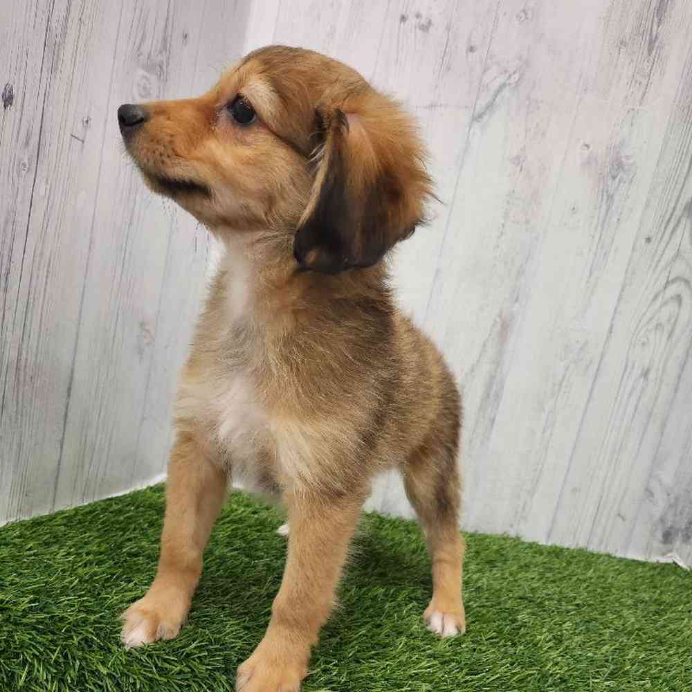 Female Mini Aussiedoodle Puppy for Sale in Braintree, MA