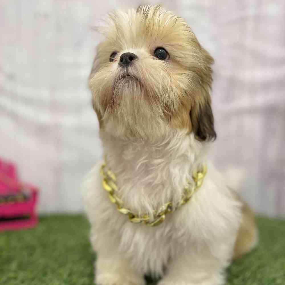 Male Shih Tzu Puppy for Sale in Braintree, MA