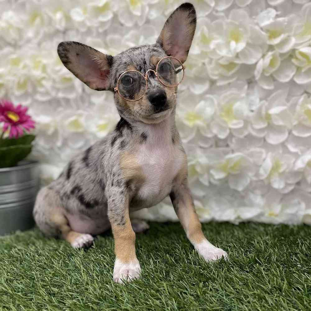Female Chihuahua Puppy for Sale in Braintree, MA