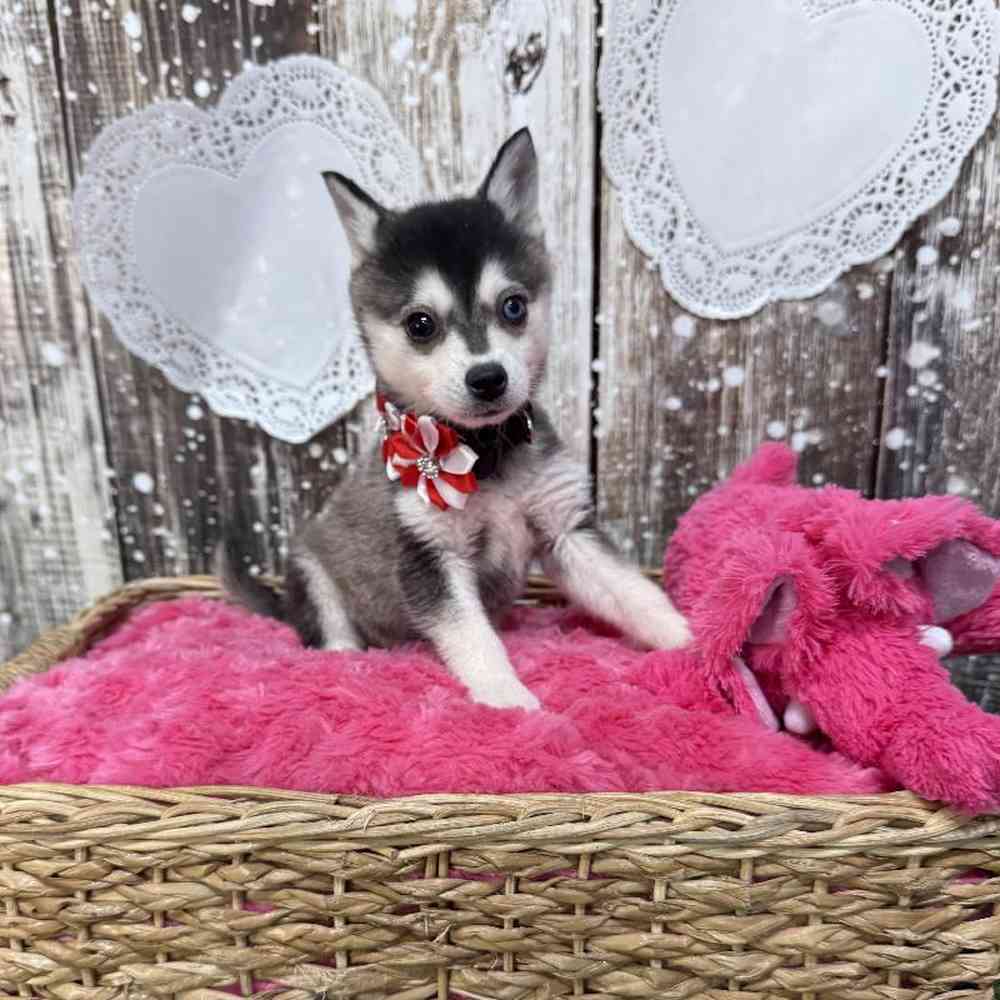 Female Alaskan Klee Kai Puppy for Sale in Saugus, MA