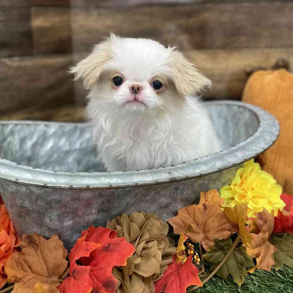 Male Japanese Chin Puppy for Sale in Braintree, MA