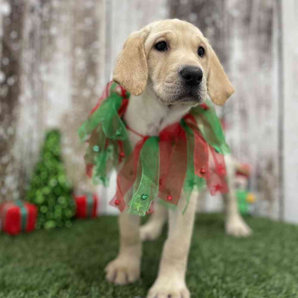 Female Labrador Retriever Puppy for Sale in Braintree, MA