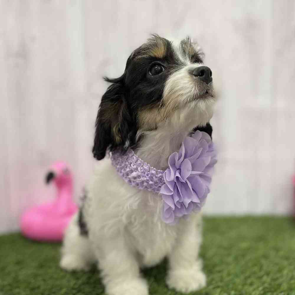 Female Cavachon Puppy for Sale in Braintree, MA
