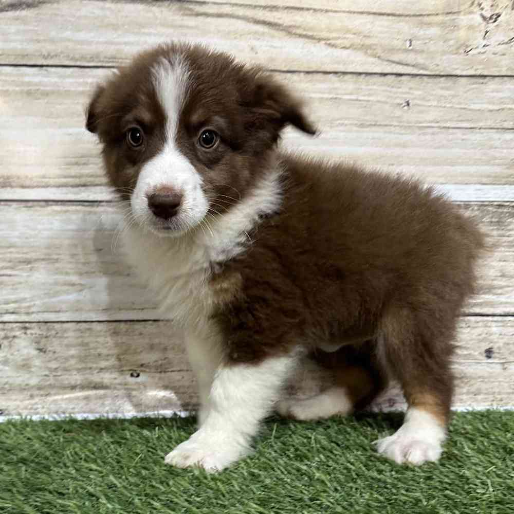 Female Miniature Australian Shepherd Puppy for Sale in Saugus, MA